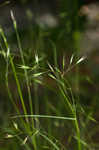 Flattened oatgrass